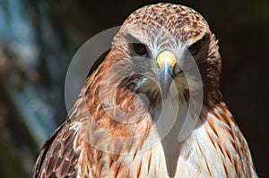 Ferruginous hawk Buteo regalis