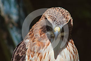 Ferruginous hawk Buteo regalis