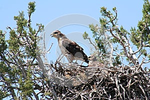 Ferruginous hawk (Buteo regalis)