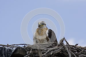 Ferruginous hawk (Buteo regalis)