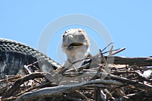 Ferruginous hawk Buteo regalis 7