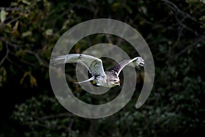 Ferruginous Hawk, buteo regalis, Adult in Flight