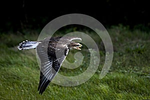 Ferruginous Hawk, buteo regalis, Adult in Flight photo