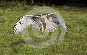 Ferruginous Hawk, buteo regalis, Adult in Flight