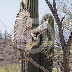 Ferruginous Hawk Buteo regalis bird wildlife