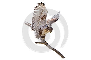 Ferruginous Hawk Buteo regalis branch isolated