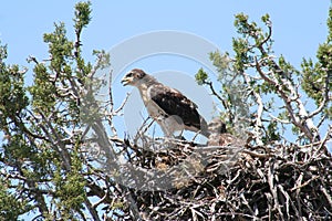 Ferruginous hawk (Buteo regalis)