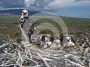 Ferruginous hawk (Buteo regalis)