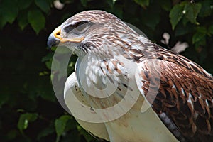 Ferruginous hawk Buteo regalis