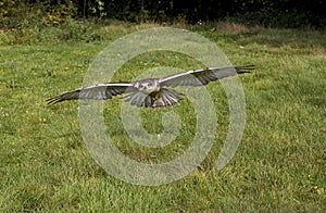 Ferruginous Hawk, buteo regalis, in Flight