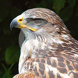 Ferruginous hawk Buteo regalis photo