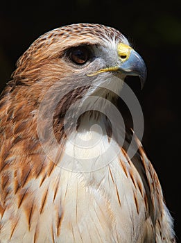 Ferruginous hawk Buteo regalis photo