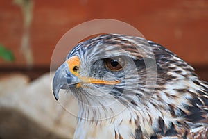 The Ferruginous hawk close up head shot