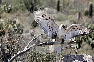 Ferruginous hawk controlled situation