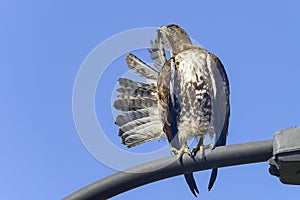 Ferruginous hawk, don edwards nwr, ca