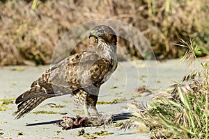 Ferruginous hawk, don edwards nwr, ca