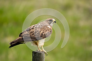 Ferruginous Hawk on a Fence Post