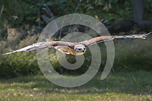 Ferruginous Hawk in flight
