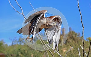 Ferruginous hawk in flight
