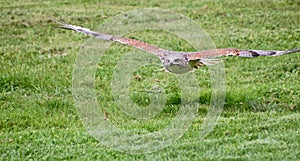 Ferruginous hawk in flight