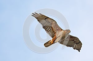 Ferruginous Hawk in Flight
