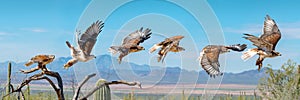 Ferruginous Hawk flying. Isolated hawk Sequence blue sky