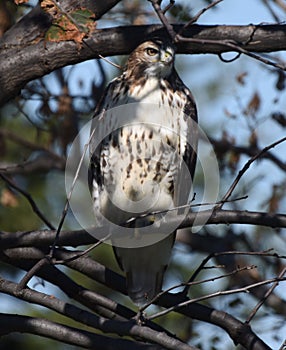 A Ferruginous Hawk Hiding in a Tree
