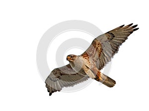 Ferruginous Hawk Isolated