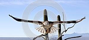 Ferruginous hawk with large wing spread visible