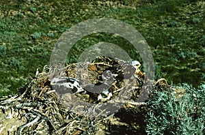 Ferruginous Hawk Nest