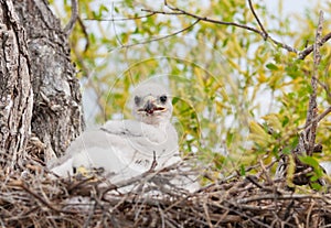 Ferruginous Hawk Nest