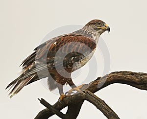 A Ferruginous Hawk on an Old Snag