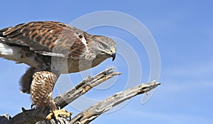 A Ferruginous Hawk on an Old Snag