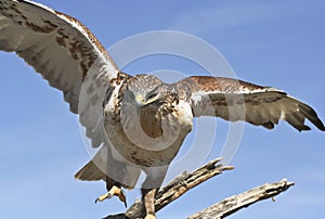 A Ferruginous Hawk on an Old Snag