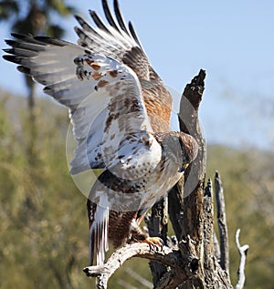 A Ferruginous Hawk on an Old Snag
