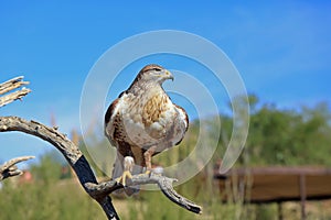 Ferruginous hawk on a perch