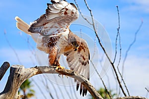 Ferruginous Hawk perched on a tree branch