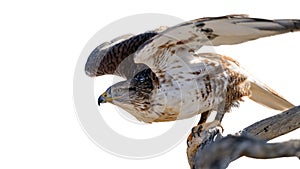 Ferruginous Hawk