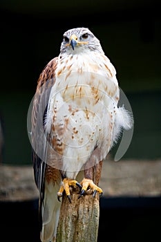 Ferruginous Hawk Portrait