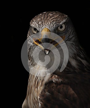 A Ferruginous Hawk portrait against a black background in Canada