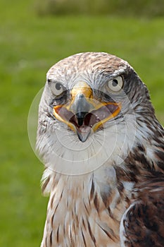 Ferruginous Hawk portrait