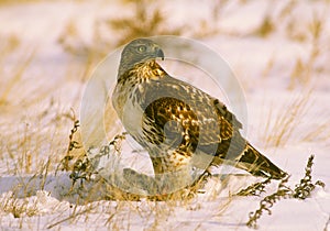 Ferruginous Hawk With prey in Snow