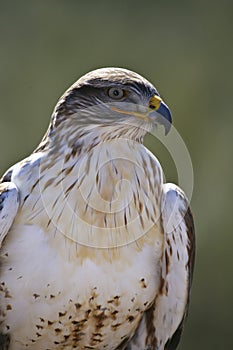 Ferruginous Hawk in profile