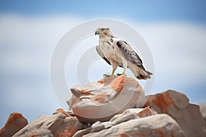 ferruginous hawk on a rock formation, desert