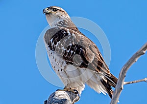 Ferruginous Hawk at Rocky Mountain Arsenal in Colorado photo