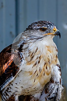 Ferruginous Hawk on it\'s perch. Birds of Prey Centre Coledale Alberta Canada