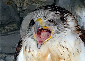 Ferruginous hawk screaming