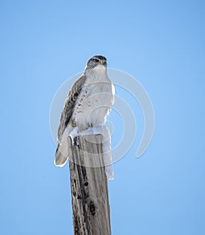 Ferruginous Hawk on a snow post