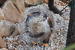 The Ferruginous hawk stands on gravel full body