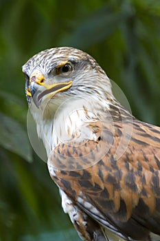 Ferruginous Hawk stare